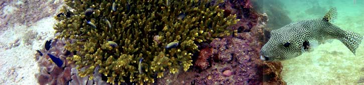 Contactez-nous pour la plongée sous-marine avec Global Scuba
